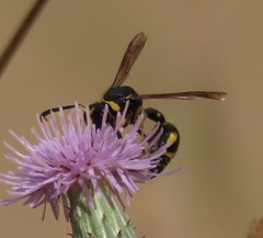 Eumenes coarctatus