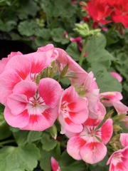 Pelargonium