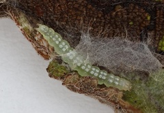 Udea stellata