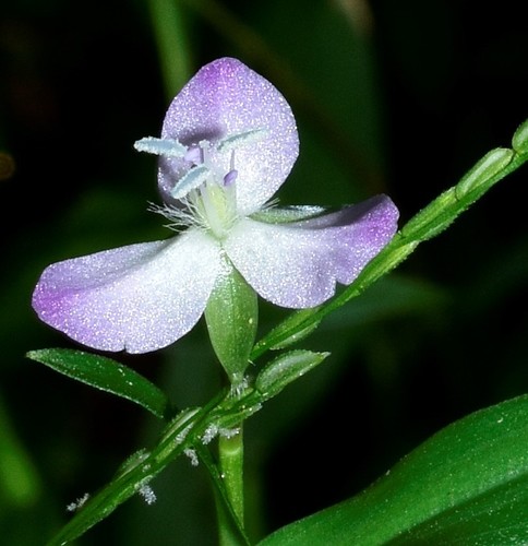 Wartremoving herb (Murdannia keisak)