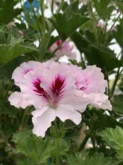 Pelargonium
