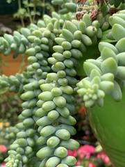 Sedum