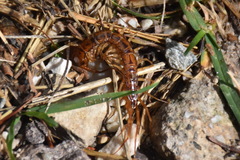 Eupolybothrus grossipes