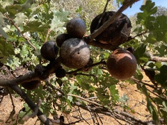 Quercus lobata