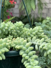 Sedum