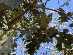 Quercus lobata
