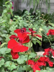 Pelargonium
