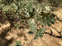 Quercus lobata