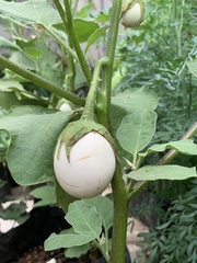 Solanum