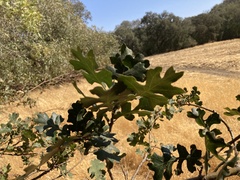 Quercus lobata