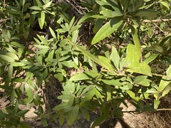 Umbellularia californica