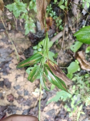 Dichanthelium boscii