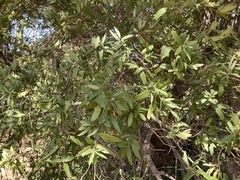 Umbellularia californica