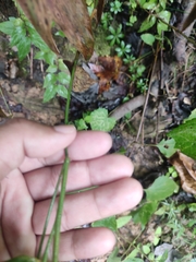Dichanthelium boscii