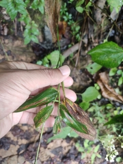 Dichanthelium boscii