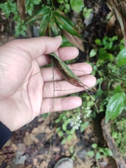 Dichanthelium boscii