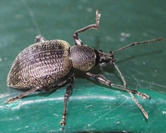 Otiorhynchus pseudonothus