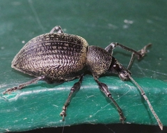 Otiorhynchus pseudonothus