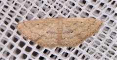 Scopula hypochra