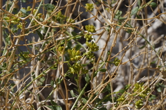 Amphipappus fremontii