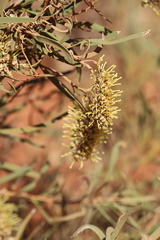Hakea macrocarpa