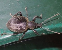 Otiorhynchus pseudonothus