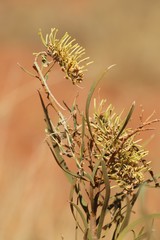 Hakea macrocarpa