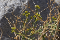 Amphipappus fremontii