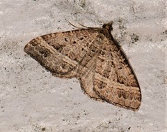 Chrysolarentia subrectaria