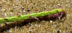 Paspalum vaginatum