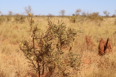 Hakea macrocarpa