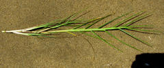 Paspalum vaginatum