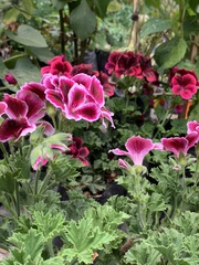 Pelargonium