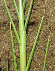 Paspalum vaginatum