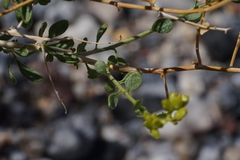 Amphipappus fremontii