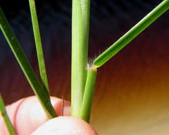 Paspalum vaginatum