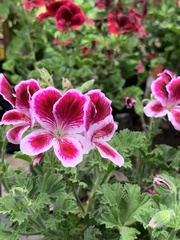 Pelargonium