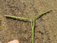 Paspalum vaginatum