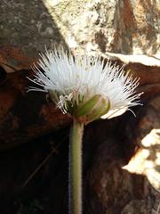 Haemanthus humilis hirsutus