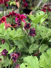 Pelargonium