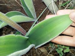 Haemanthus humilis hirsutus