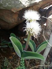 Haemanthus humilis hirsutus