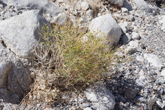 Amphipappus fremontii
