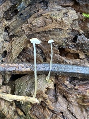 Roridomyces appendiculatus