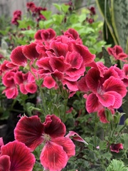 Pelargonium