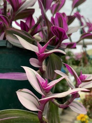 Tradescantia