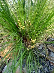 Lomandra brevis