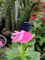 Magnoliopsida