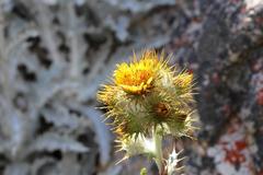 Berkheya francisci