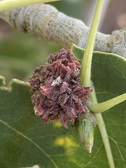 Eriophyes neoessigi
